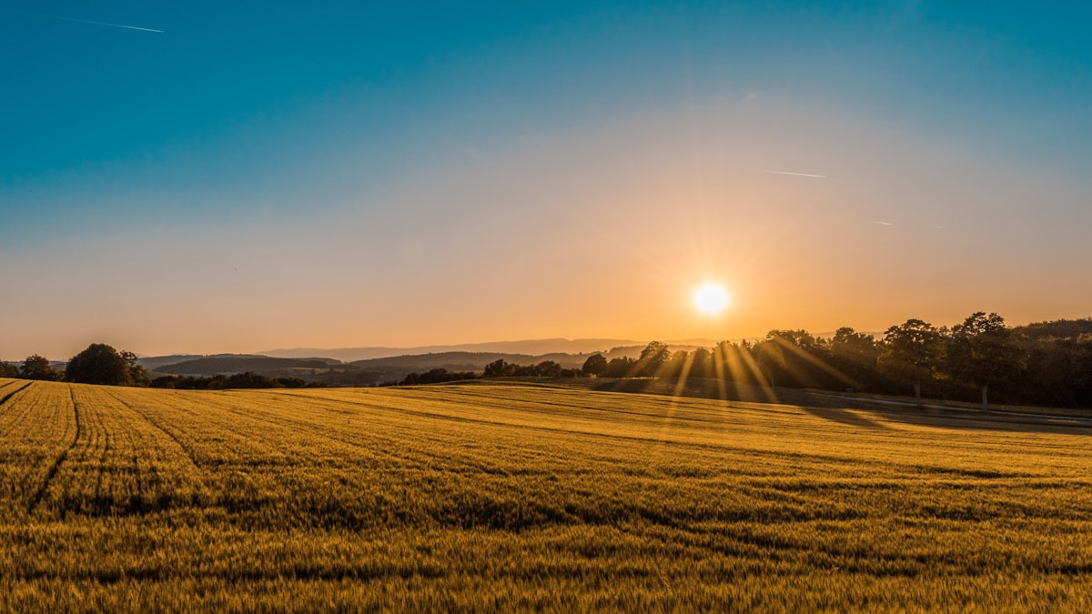 Agricultural field at sunset